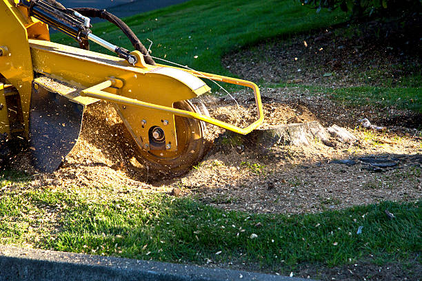 Best Tree Removal for Businesses  in USA